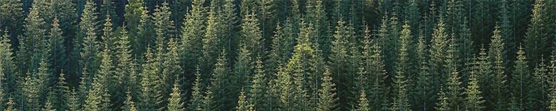 Homepage Image